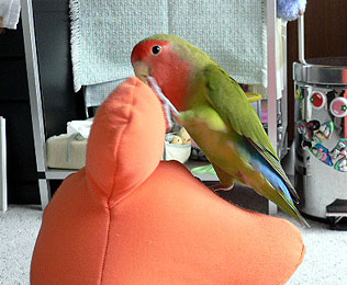 ��������[�Ԃ������[��I