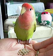 ���S�n���A�}�}�Ƃ�������ˁ�