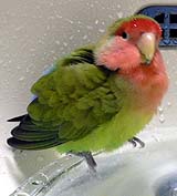 �C�C���V�C������˂��I