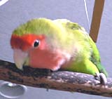 �����Ŋ������񂾂��`