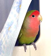 �����A�ڂ��̂Ƃ���Ȃ񂾂���˂��I