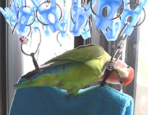 �����H��������[�Ԃ��悧�B