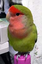 ����H�G�A�R���ς�����́H����Ă����[���H