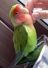 �˂��`�A�y���y�������̂ɂ��Ă悧�`�B�B