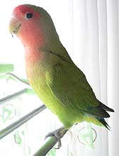 �ق�˂��I�����A�Ȃ�Ƃ��Ȃ���`