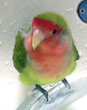 �����т��Ă���������[���Ȃ��B�B