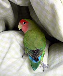 �ɂЂЁB���z�c�̃g���l���B�s���ė���ˁ�