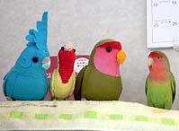 �����āA�ڂ��͂����Ɠ������`��