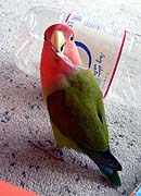 ���A�Z�����̂��I