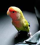 �����H�����o�����Ȃ̂��I�H