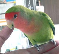 �����̓p�p���������傾����A���N�`�����ˁ�