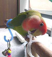 ����ŗV��łȂ������ā`