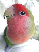 �}�}�`�A�����ځ`��