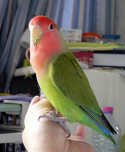 �݂��[��ȁA���������