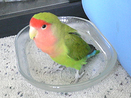 �}�}�A�ԈႦ�āu������������H�v���Č����́H