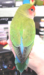 �����H����Ȃɂ���[���H