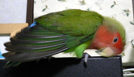 �͂��`�`�`�C��������`