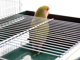 ���O�A�����̂��H