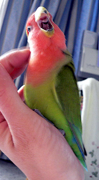 �ӂ����`���A�ł����Q�ł��Ȃ������悧�`