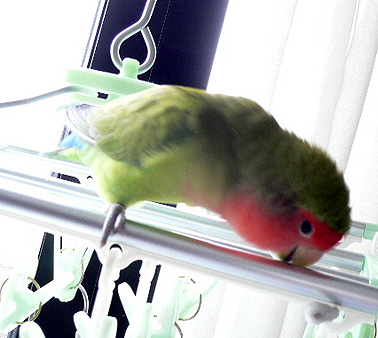 ��`���ƃL���C�ɂȂ����ˁ`