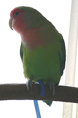 ���[�A�V�����A�~�A�~�����`