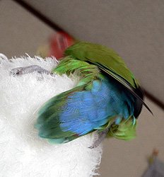 �܂܂��I�B�����Ȃ��`�I