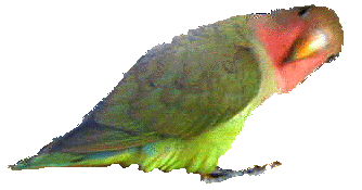 �ڂ��͂˂��`